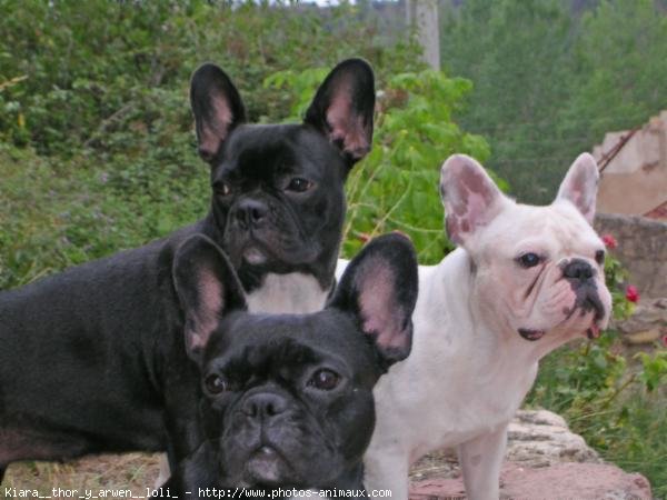 Photo de Bouledogue franais