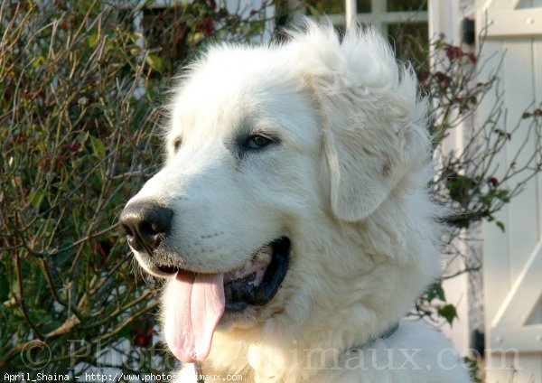 Photo de Chien de montagne des pyrnes