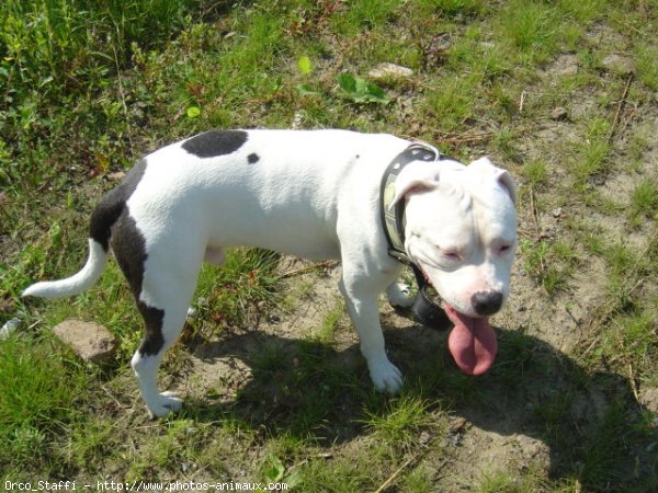 Photo d'American staffordshire terrier