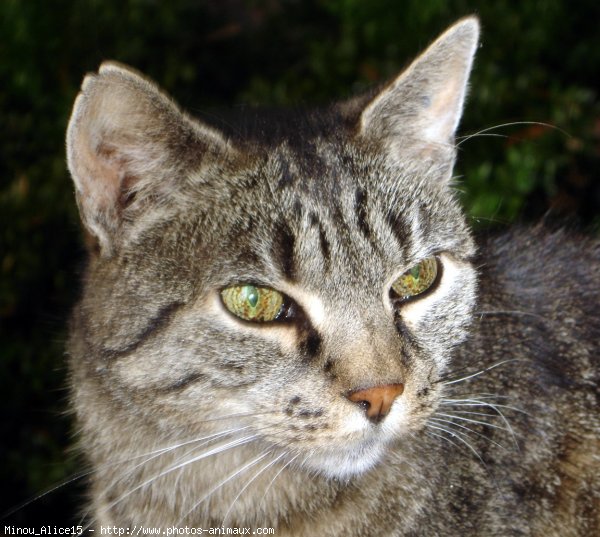 Photo de Chat domestique