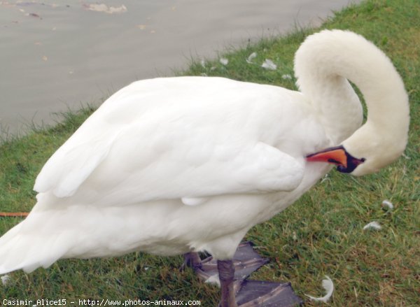 Photo de Cygne