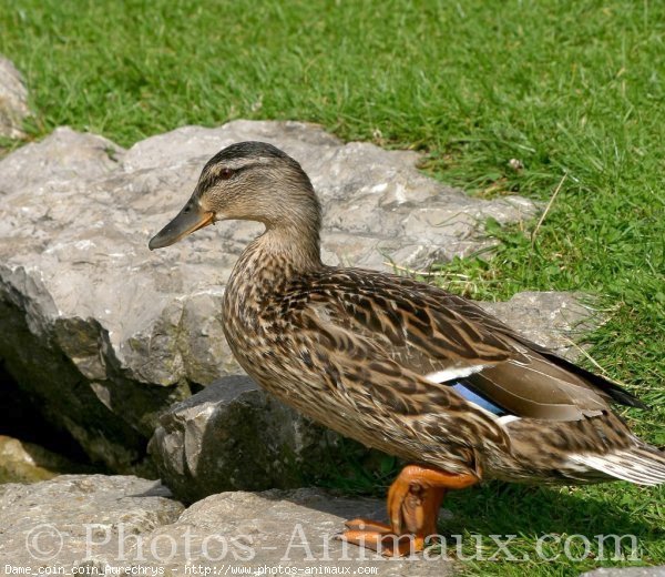 Photo de Canard