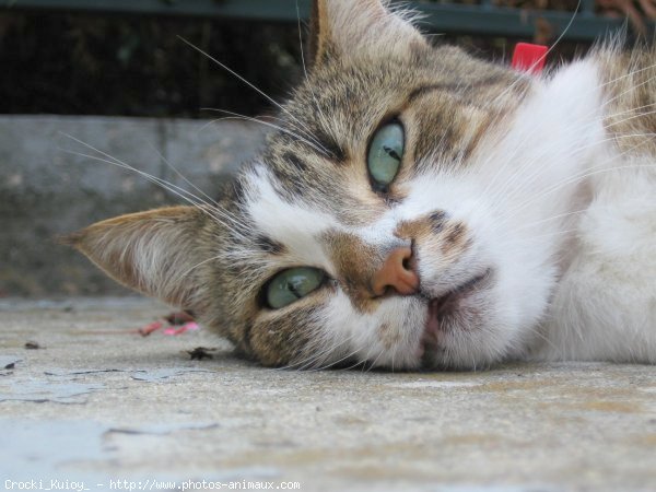 Photo de Chat domestique