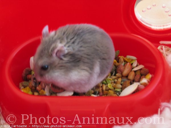 Photo de Hamster