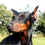 Photo de Dobermann