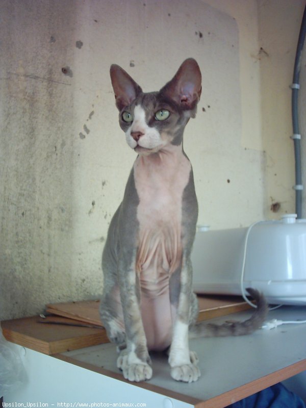 Photo de Sphynx