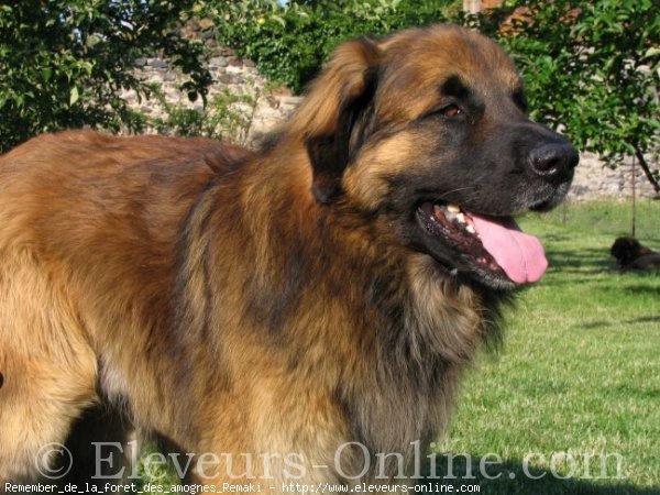 Photo de Leonberg