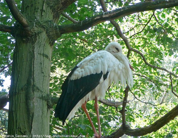 Photo de Cigogne