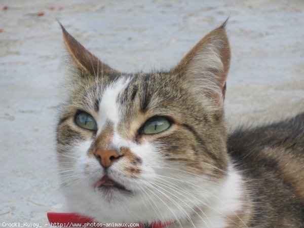 Photo de Chat domestique