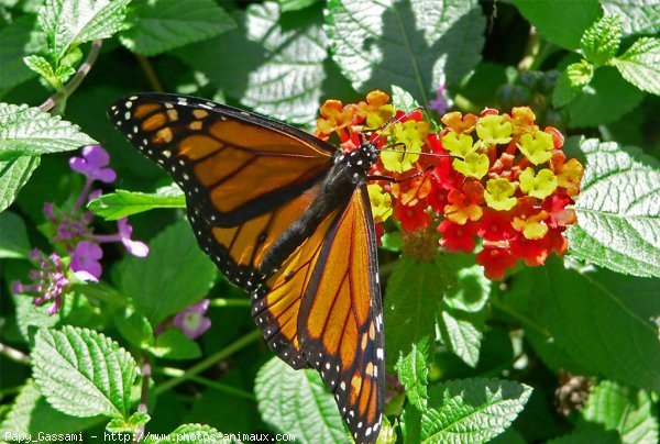 Photo de Papillon