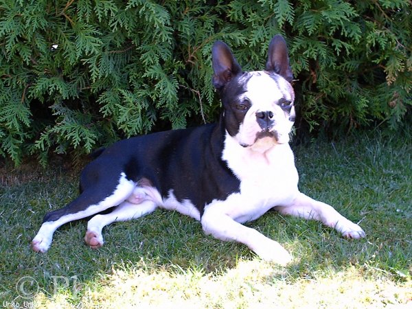 Photo de Boston terrier