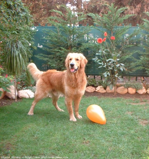 Photo de Golden retriever