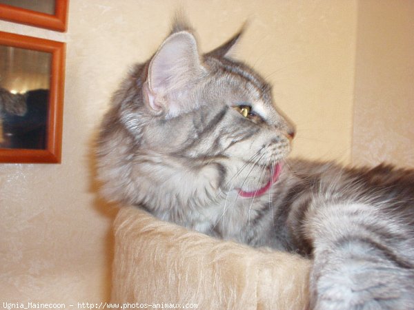 Photo de Maine coon