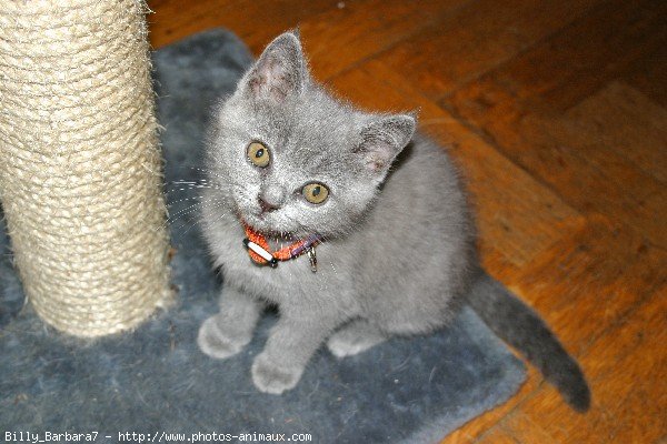 Photo de British shorthair