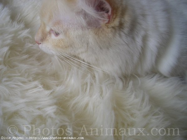 Photo de Ragdoll