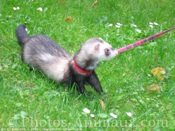 Photo de Furet