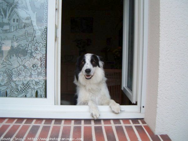 Photo de Border collie