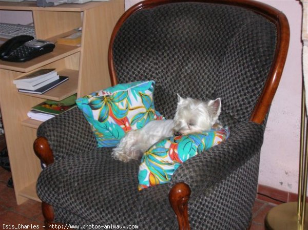 Photo de West highland white terrier