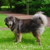 Photo de Dogue du tibet