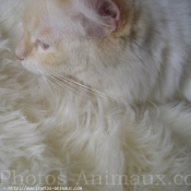 Photo de Ragdoll