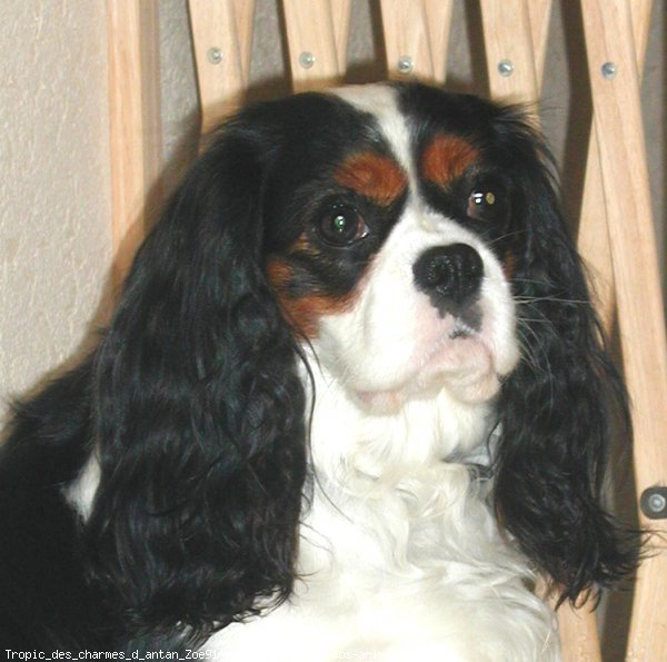 Photo de Cavalier king charles spaniel