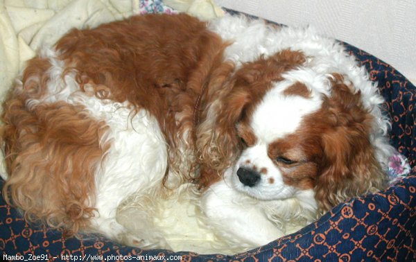 Photo de Cavalier king charles spaniel