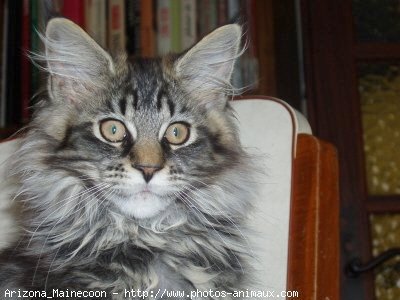 Photo de Maine coon