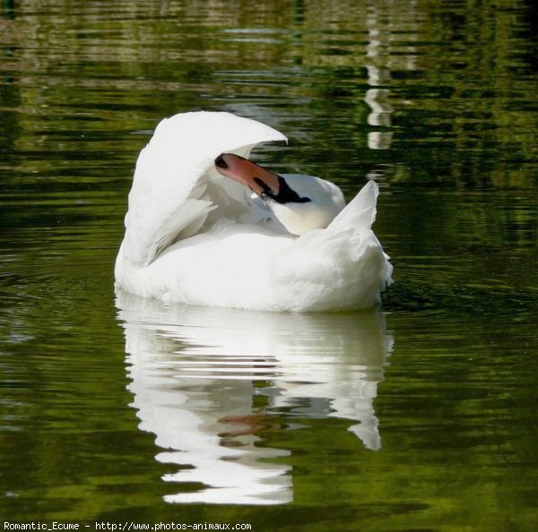 Photo de Cygne