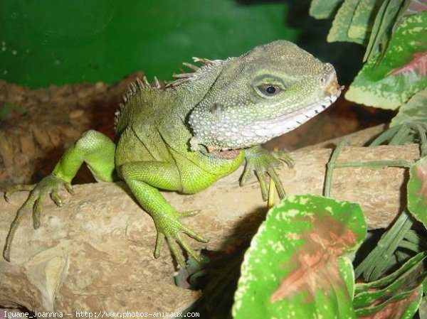 Photo d'Iguane