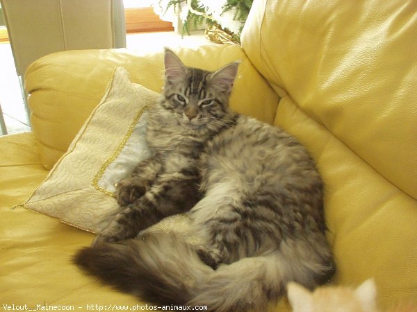 Photo de Maine coon