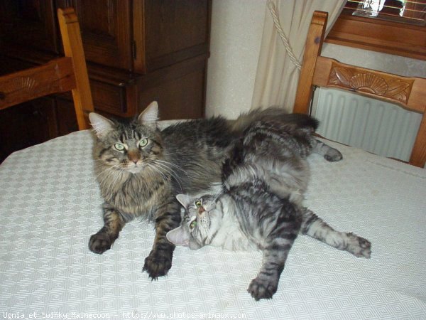 Photo de Maine coon