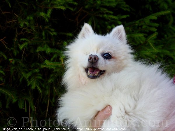 Photo de Spitz moyen