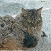 Photo de Chat domestique