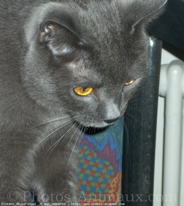 Photo de Chartreux