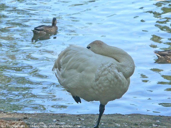 Photo de Cygne