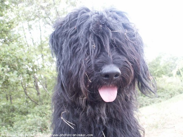 Photo de Chien de berger de la serra aires