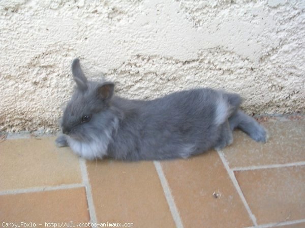 Photo de Lapin