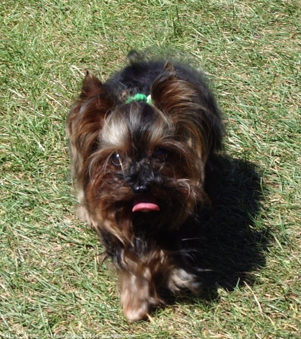 Photo de Yorkshire terrier