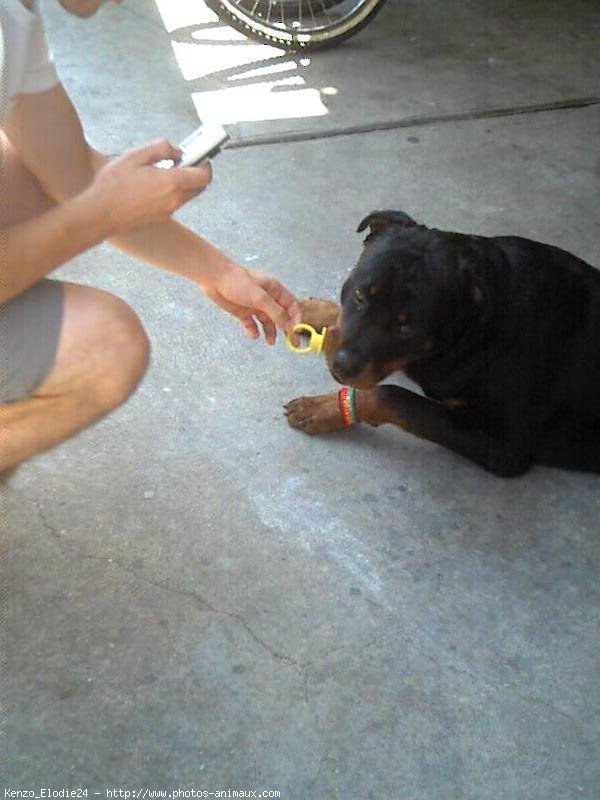 Photo de Rottweiler