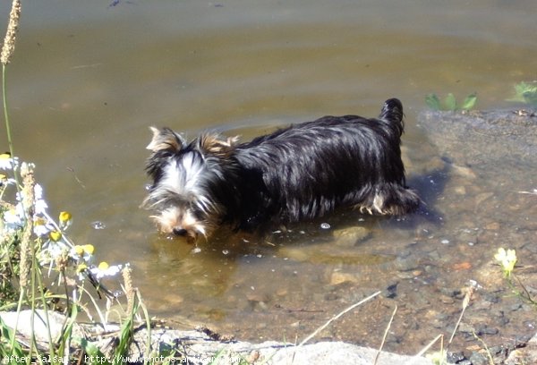 Photo de Yorkshire terrier