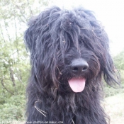 Photo de Chien de berger de la serra aires