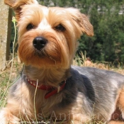 Photo de Yorkshire terrier