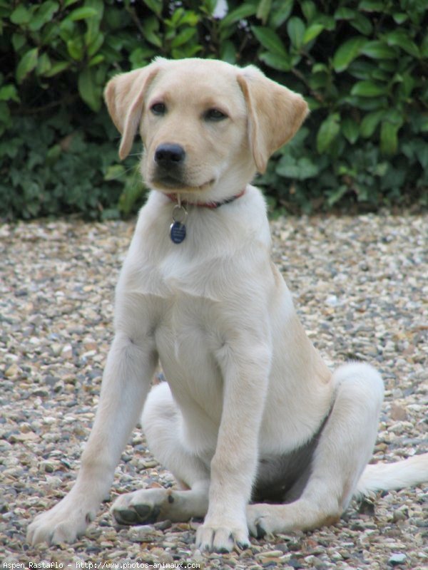 Photo de Labrador retriever