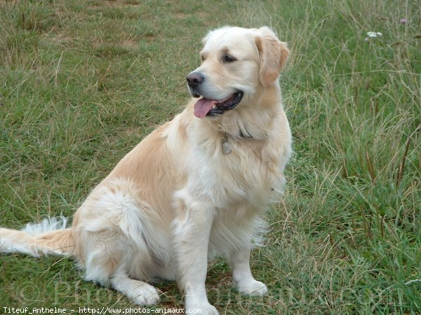 Photo de Golden retriever