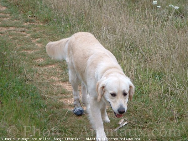 Photo de Golden retriever