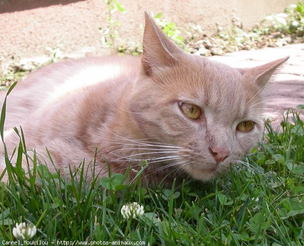 Photo de Chat domestique