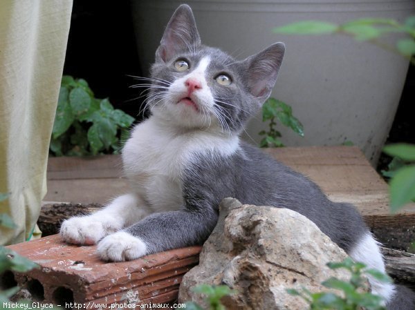 Photo de Chat domestique