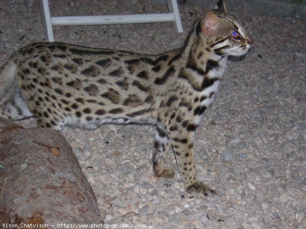 Photo de Bengal