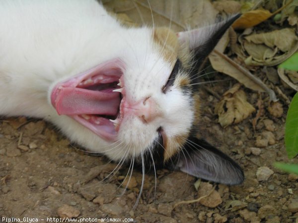 Photo de Chat domestique