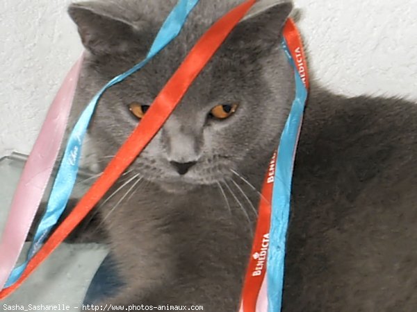 Photo de Chartreux